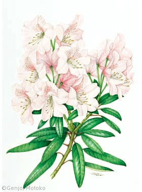 【源城素子:シャクナゲ(日本産)(ツツジ科)Rhododendron japonoheptamerum var.kyomaruense】
