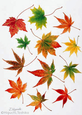 【樋口敏子:カエデ各種(ムクロジ科(旧カエデ科))Acer spp.】