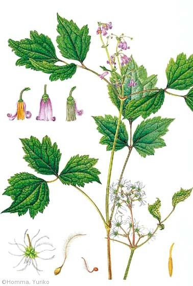 【本間由利子:クサボタン(キンポウゲ科)Clematis stans】
