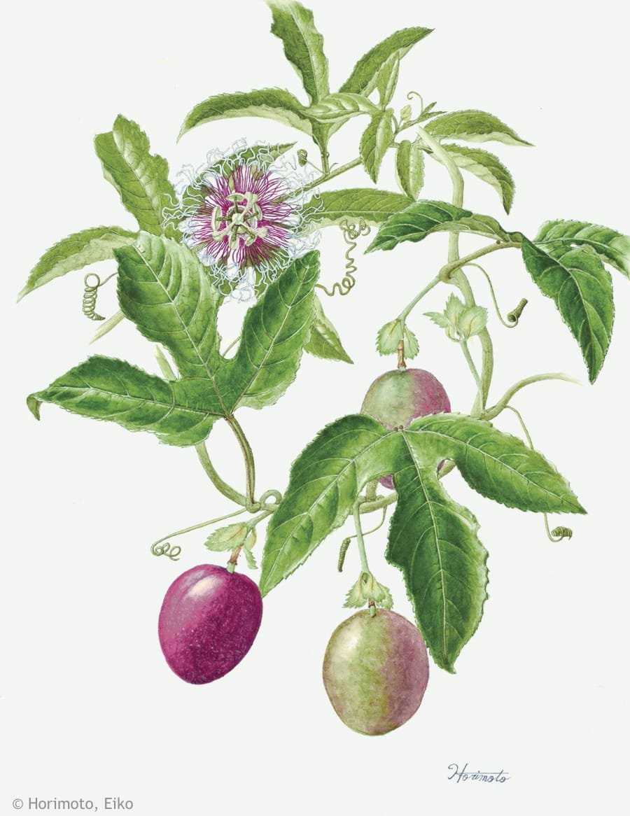 【堀本栄子：パッションフルーツ（トケイソウ科）Passiflora edulis】