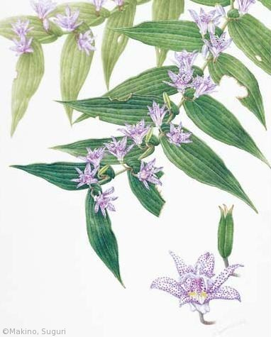 【牧野すぐり:ホトトギス(ユリ科)Tricyrtis hirta】