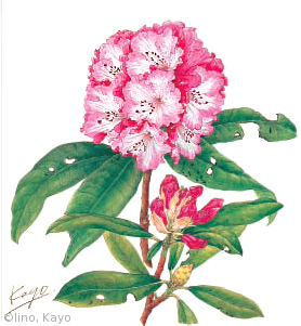 【飯野佳代：セイヨウシャクナゲ（ツツジ科）Rhododendron cv.】