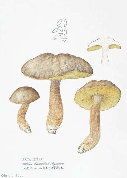 【井本小夜:ススケヤマドリタケ(イグチ科)「Boletus hiratsukae」】