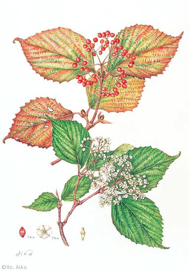 【伊藤愛子:ミヤマガマズミ(レンプクソウ科)Viburnum wrightii】