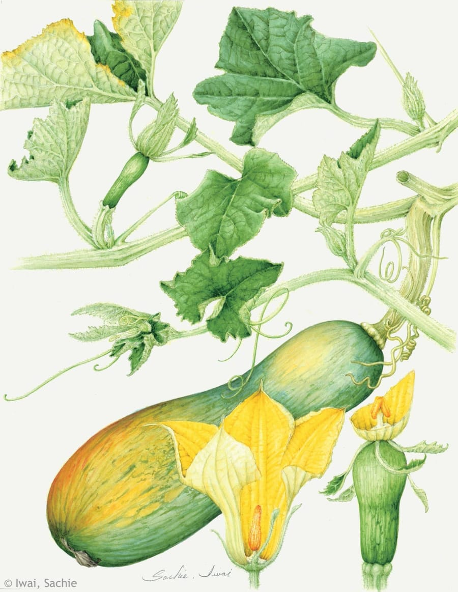 【岩井幸恵：ヒョウタンカボチャ（ウリ科） Cucurbita moschata cv.】