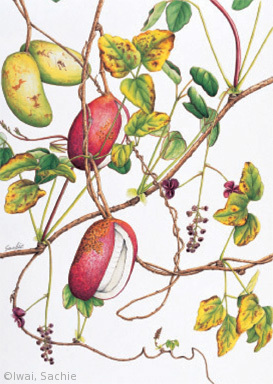 【岩井幸恵:ミツバアケビ(アケビ科)Akebia trifoliata (Thunb.) Koidz】