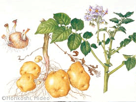 【堀越英雄:ジャガイモ(ナス科)Solunum tuberosum】