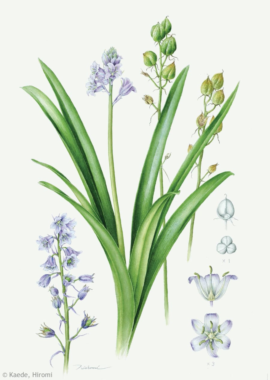 【楓ひろみ：ツリガネズイセン（キジカクシ科）Hyacinthoides hispanica】