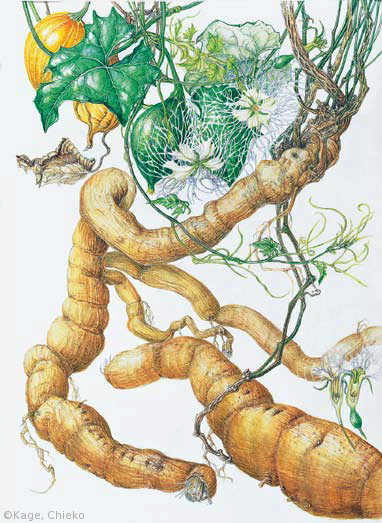 【影千恵子:キカラスウリ(ウリ科)Trichosanthes kirilowii var. japonica】