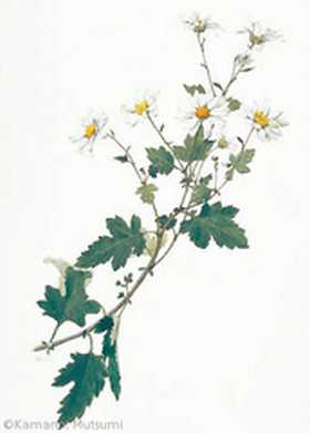 【鎌野睦:ノジギク(キク科)Chrysanthemum japonense】