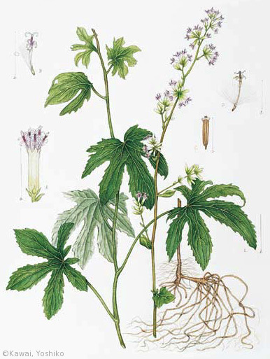【川合芳子:モミジガサ(キク科)Parasenecio delphiniifolia】