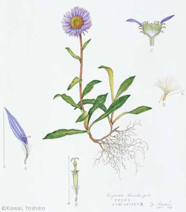 【川合芳子：アズマギク（キク科）Erigeron thunbergii subsp. thunbergii】