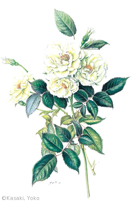 【川﨑陽子:バラ ‘緑光’(バラ科)Rosa ‘Ryokukō’】
