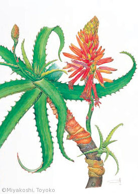 【宮腰とよ子:キダチアロエ(ツルボラン科(旧ユリ科))Aloe arborescens】