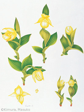 【木村萬寿子:レブンアツモリソウ(ラン科) Cypripedium macranthon Sw. var. rebunense (Kudo) Miyabe & Kudo】