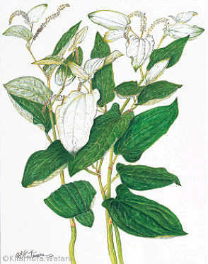 北村亘 Kitamura Wataru ギャラリー 日本植物画倶楽部