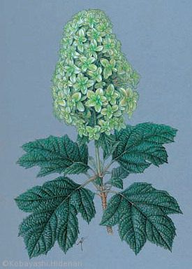 【小林英成：ヤエカシワバアジサイ（アジサイ科（旧ユキノシタ科）Hydrangea quercifolia(double form)　】