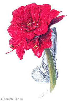 【小西美恵子：ヒッペアストルム‘ロイヤルベルベット’（ヒガンバナ科）Hippeastrum ‘Royal Velvet’】