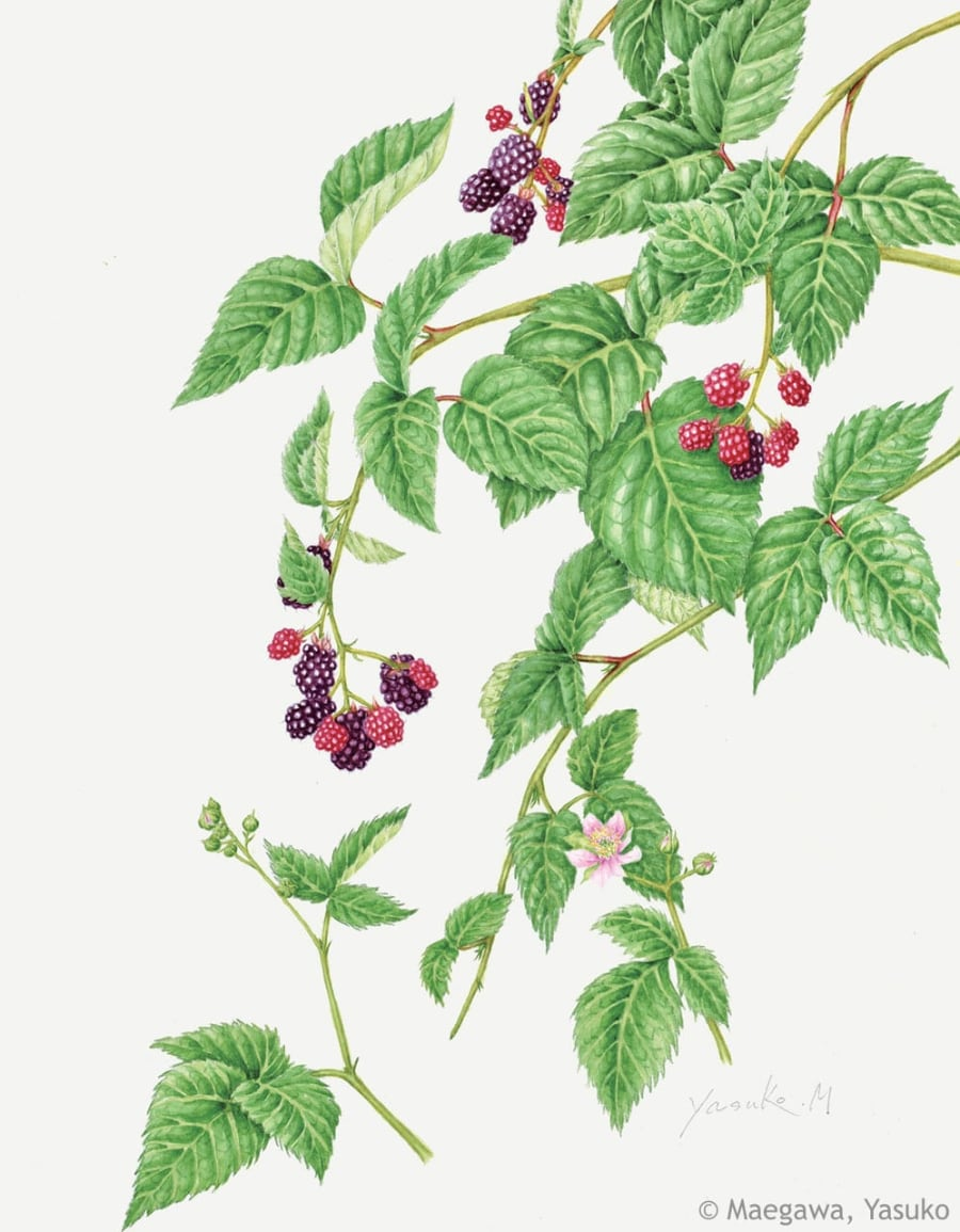 【前川恭子：ブラックベリー（バラ科） Rubus cv. （Blackberry） 】