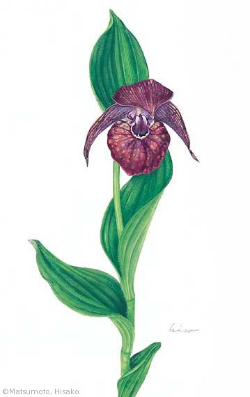【松本久子:ホテイアツモリソウ(ラン科)Cypripedium macranthon var. hotei-atsumorianum】