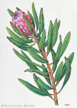 【宮之原篤:プロテア・ネリイフォリア(ヤマモガシ科)Protea neriifolia】