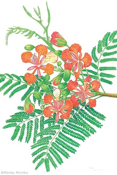 【森田美智子：ホウオウボク（マメ科）Delonix regia】