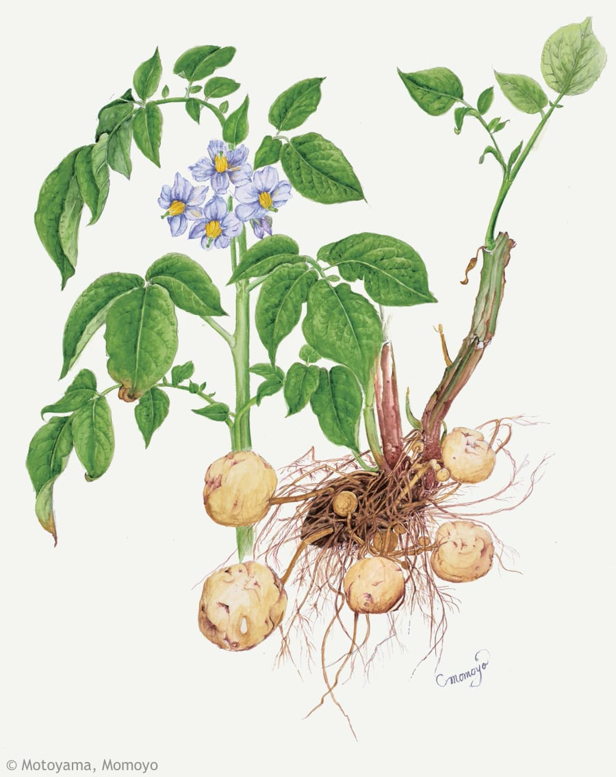 【本山桃世:ジャガイモ(ナス科)Solanum tuberosum cv.】