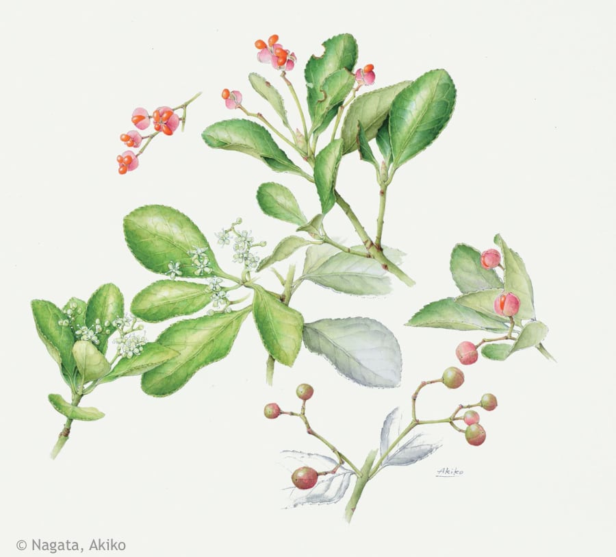 【永田昭子:マサキ(ニシキギ科) Euonymus japonicus】