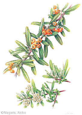 【永田昭子:タチバナモドキ(バラ科)Pyracantha angustifalia】