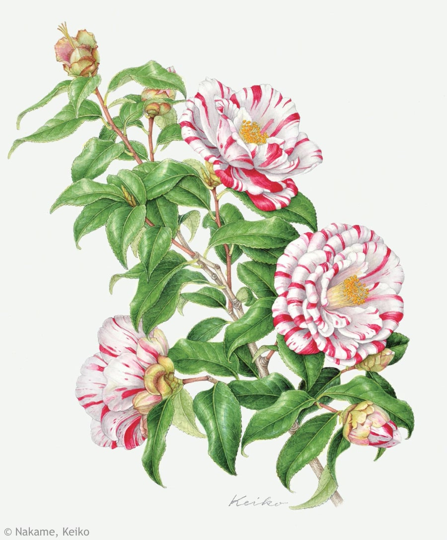 【中根啓子：ツバキ ‘絵日傘’ （ツバキ科）Camellia japonica ‘Ehigasa’】