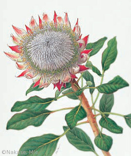 【中瀬美絵:プロテア・キナロイデス(ヤマモガシ科)Protea cynaroides】