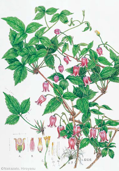 【中里博康:ハンショウヅル(キンポウゲ科)Clematis japonica】