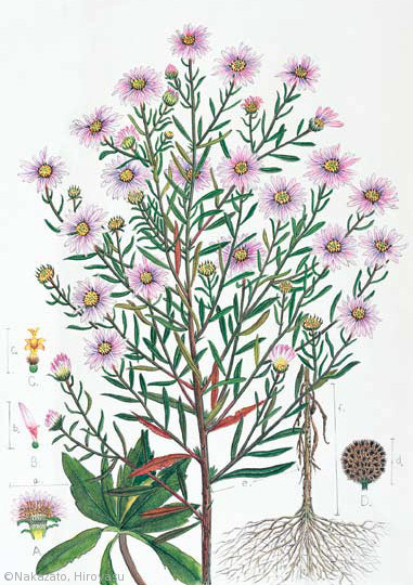【中里博康:カワラノギク(キク科)Aster kantoensis】