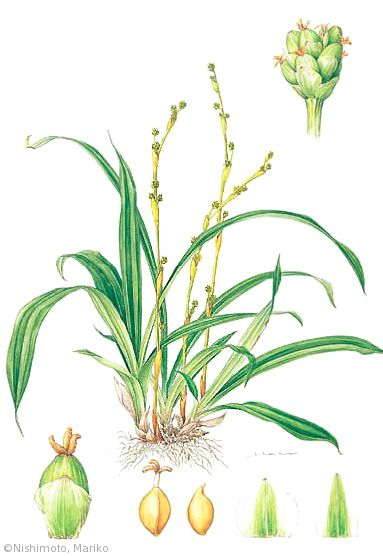 【西本眞理子：ササノハスゲ（カヤツリグサ科）Carex pachygyna】