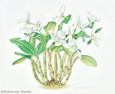 【西本眞理子：キャトリィア オブライエニアナ ‘アルバ’（ラン科）Cattleya obrieniana ‘Alba’】