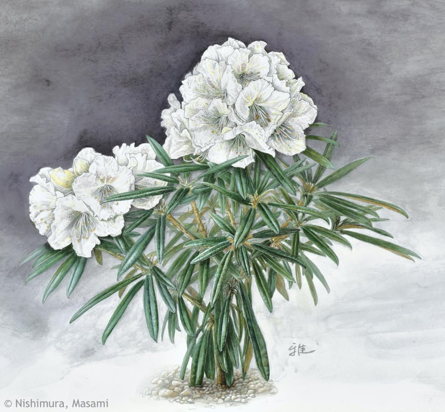 【西村雅美:シロバナホソバシャクナゲ(ツツジ科)Rhododendron makinoi f. leucanthum】