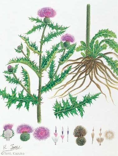 【鳥井和子:ノアザミ(キク科)Cirsium japonicum】