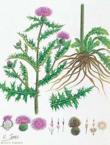 【鳥井和子：ノアザミ（キク科）Cirsium japonicum】