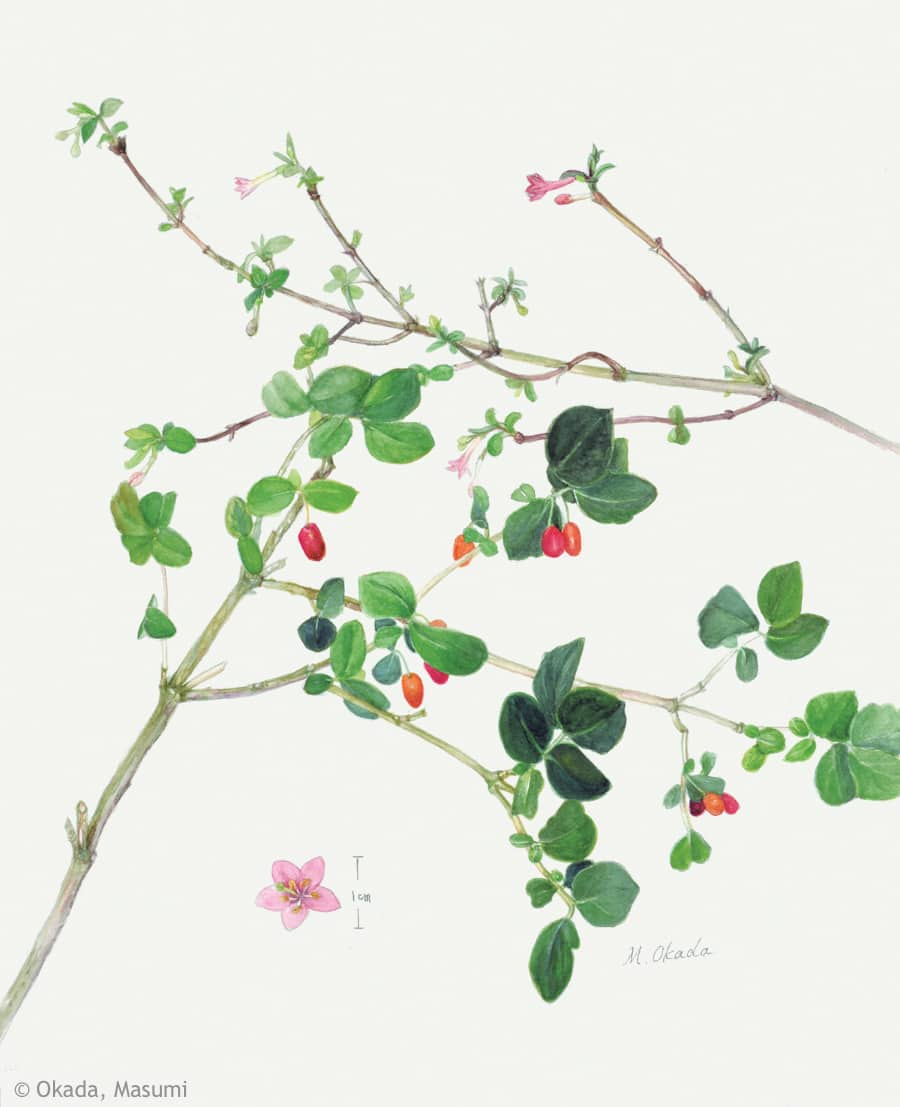 【岡田ますみ:ウグイスカグラ(スイカズラ科)Lonicera gracilipes var. glabra】