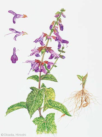 【岡田博:アキギリ(シソ科)Salvia glabrescens】