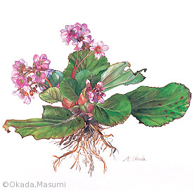 【岡田ますみ：ヒマラヤユキノシタ（ユキノシタ科）Bergenia cv.】