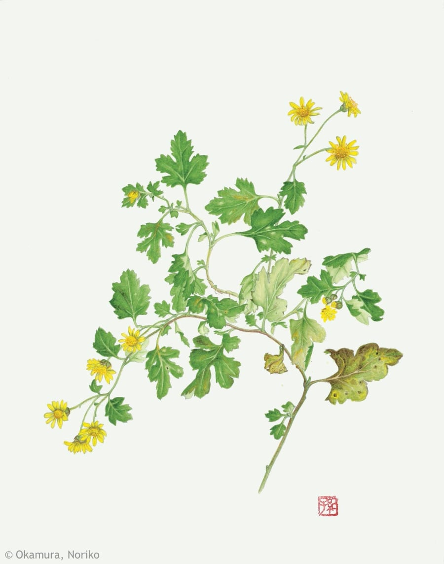 【岡村紀子：シマカンギク（キク科） Chrysanthemum indicum】