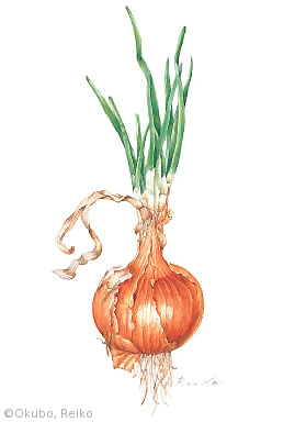 【大久保玲子:タマネギ(ネギ科(旧ユリ科))Allium cepa】