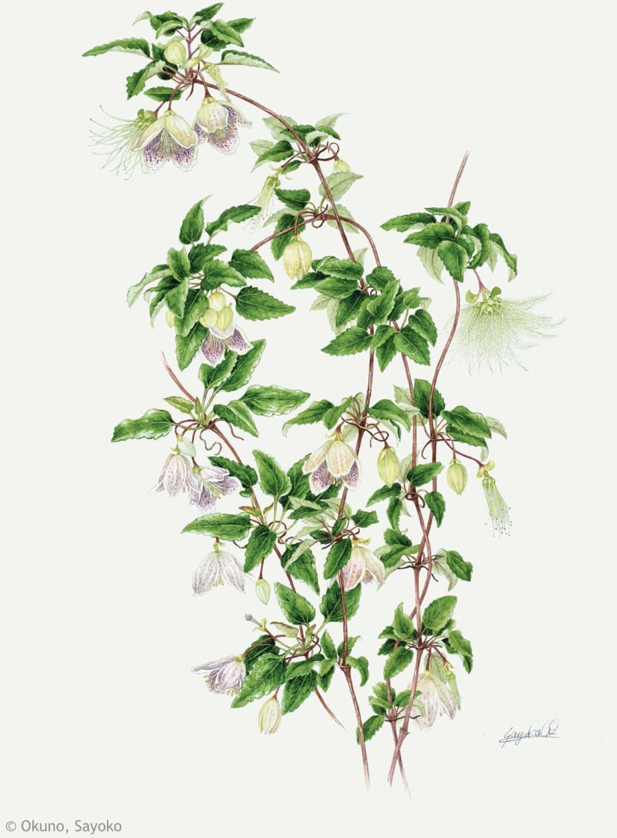 【奥野小夜子：クレマチス キルホサ var. バレアリカ（キンポウゲ科）Clematis cirrhosa var. balearica】