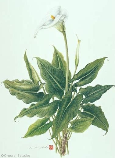 【大村セツ子:カラー(サトイモ科)Zantedeschia aethiopica】