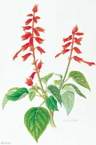 【井上サタ子：サルビア（シソ科）Salvia splendens】