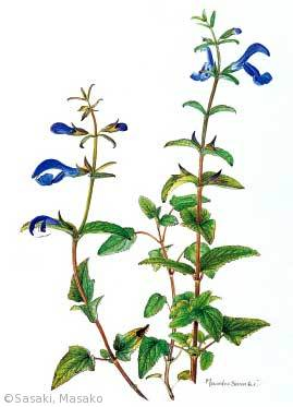 【佐々木正子：ソライロサルビア（シソ科）Salvia patens Cav.】