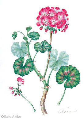 【佐藤晶子：ゼラニウム（フウロソウ科）Pelargonium × hortorum】