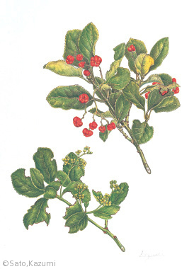 【佐藤和美:マサキ(ニシキギ科)Euonymus japonicus Thunb.】