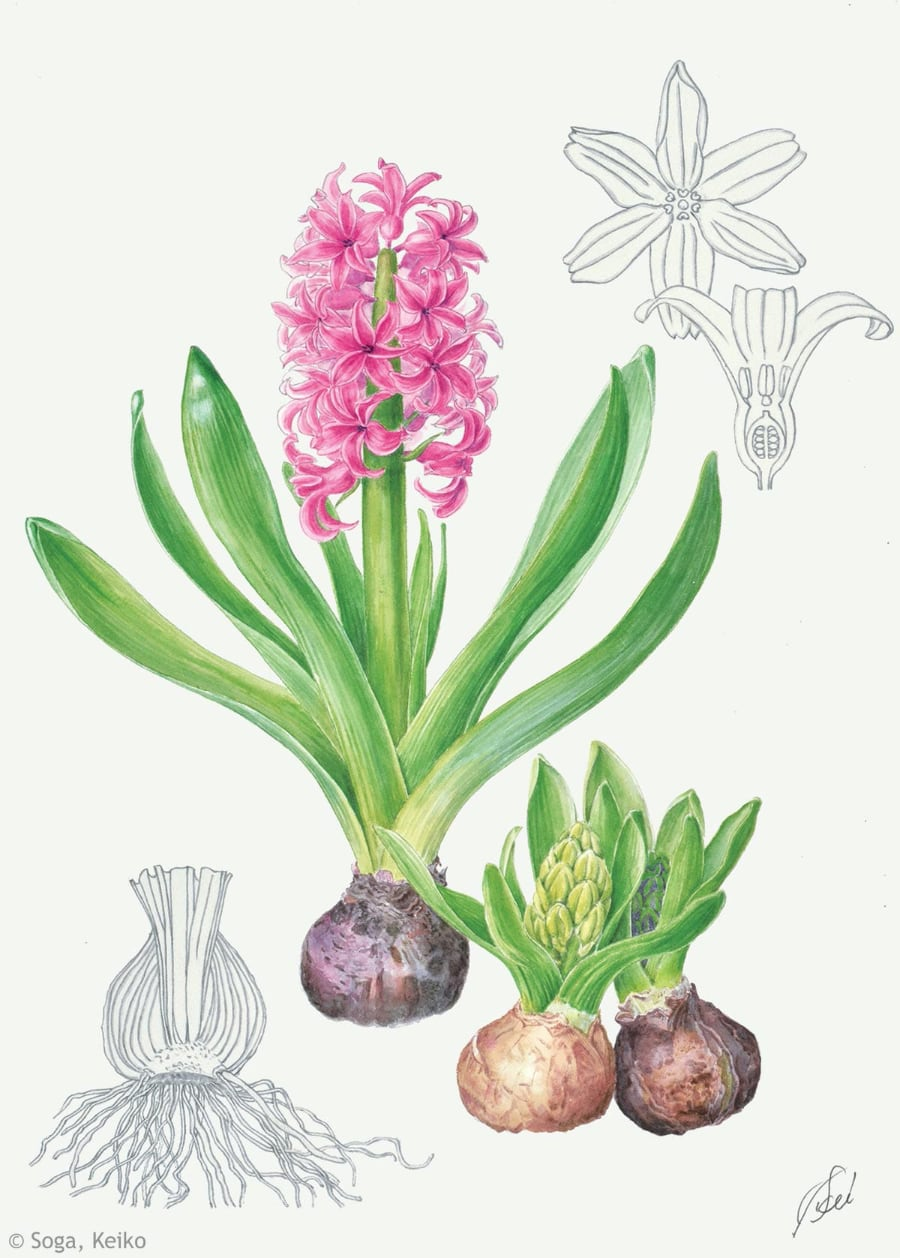 【曽我恵子：ヒアシンス（キジカクシ科） Hyacinthus orientalis cv.】